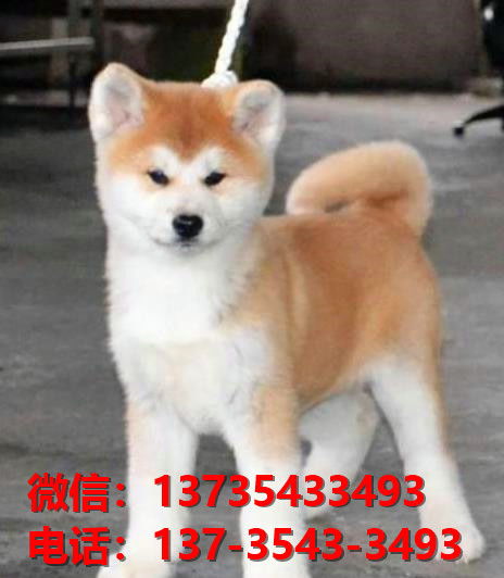武汉宠物狗犬舍出售纯种秋田犬 哪里有宠物狗市场在哪买狗