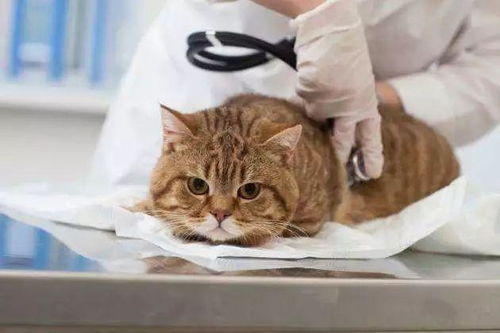 慢性肾炎危害猫咪健康,铲屎官需注意这三点,让爱猫安度晚年