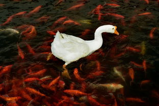 和谐 汉城湖内的 鸭子 鹅 鱼 抓拍