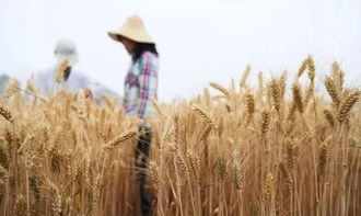 冬小麦除草剂冻药害发生主要原因及预防措施