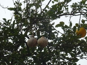 梦到一棵树树上结满了柚子