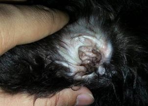一个月左右的小猫得耳螨了,一个月大的小猫耳螨如何治疗 