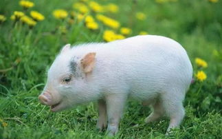 普通农民养一头猪能赚多少钱 算一算我都忍不住哭 