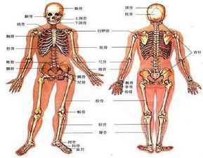 骨关节疾病的关节疾病 