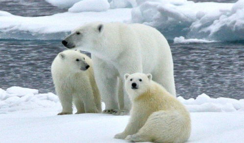 3只憨态可掬的北极熊在浮冰探险,他们可爱的样子好想养一只 