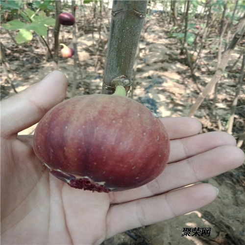 青皮无花果苗 二年青皮无花果苗报价 青皮无花果苗咨询报价