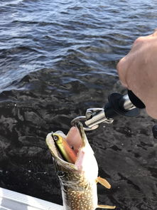 加拿大驯鹿湖作钓白斑狗鱼和大眼梭鲈,咬口很疯狂 上 