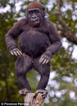 法国动物园小猩猩树桩上跳舞有模有样 