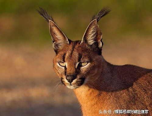 这种头上长 天线 的猫科动物常被人训练成猎猫,一只售价超10万