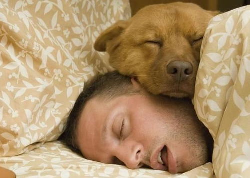 喜欢和狗狗一起睡,是因为下面几个好处,你中招了吗