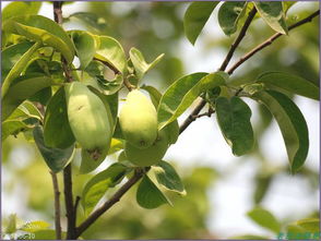 北方有一只俗称木瓜的树 为什么家里不能种木瓜树