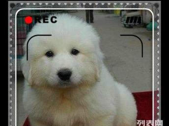 图 大白熊出售大白熊犬幼犬纯种健康同城免费送狗狗上 北京宠物狗 