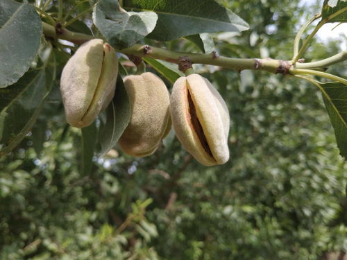 巴旦木是什么果实 一天吃多少最好 巴旦木的功效与作用以及禁忌