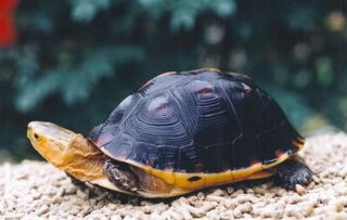 黄缘闭壳龟几年性成熟？