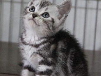 图 纯种超萌超可爱的美短虎斑猫 疫苗有打的 包健康 深圳宠物猫 