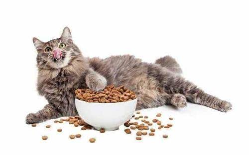 猫咪知识 猫粮怎么选择好