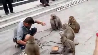 猴子把戏 – 