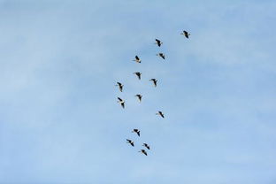 梦见一群大雁在天上飞过