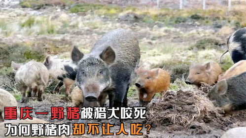 重庆一野猪被猎犬咬死,野猪允许猎杀,为何野猪肉却不让人吃