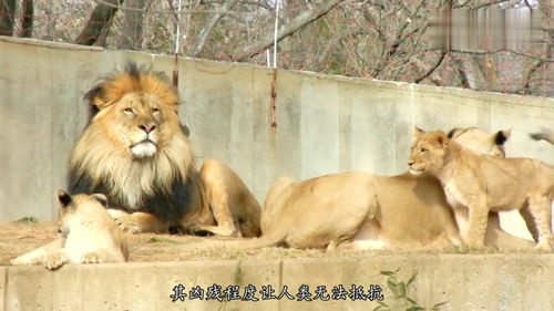 饲养员让小狗陪伴狮子玩耍,狮子表示欢迎,镜头记录全过程 