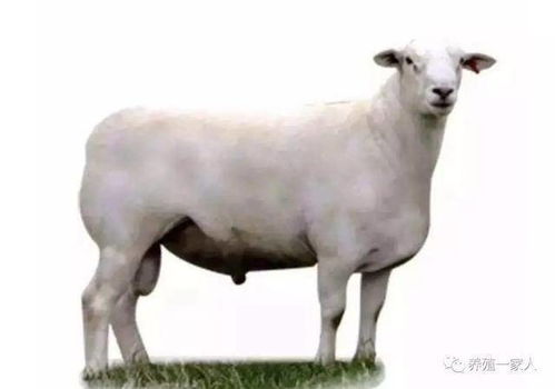 澳洲白究竟什么绵羊,肉羊品种区别什么