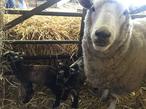 处女 母绵羊诞下双胞胎,被当地人视其为奇迹