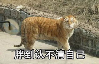 老虎不发威...就是橘猫啊 