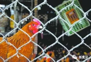 流感疫情最新消息禽,最近有没有禽流感最新信息
