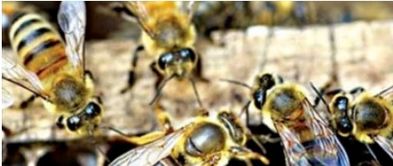 如何在一窝蜜蜂中培育新的蜂王 