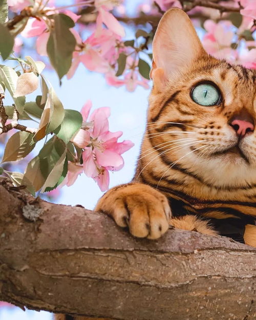 另类博主带猫环游世界,拍下无数奇幻猫片圈粉160w