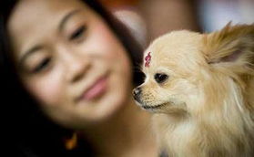 狗狗时装秀大赛在香港举行 
