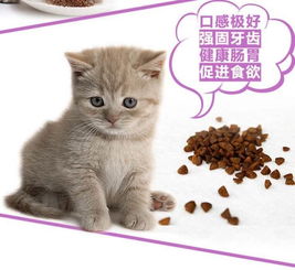 家里有挑嘴的猫咪千万不要投其所好,养猫的人必看的食物指南