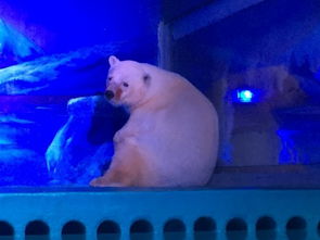 养出 悲伤北极熊 还扩建 广州恶商场将引进熊猫
