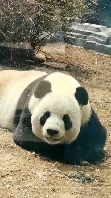 这大熊猫是在笑么,太乖啦 