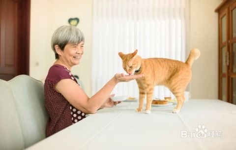 小猫驱虫药怎么喂（正确喂药方法，避免误食）