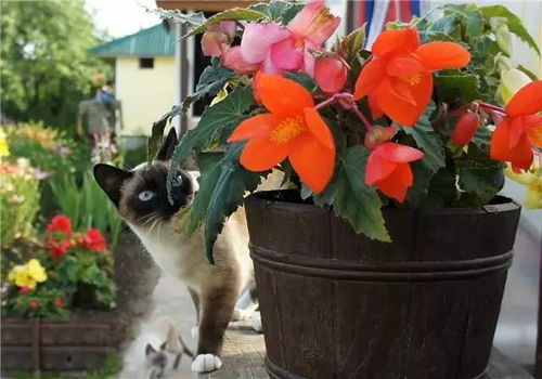 猫与花朵,可爱动人 