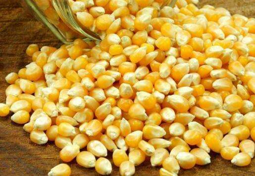哪种玉米种子最高产,可以试试这几个品种