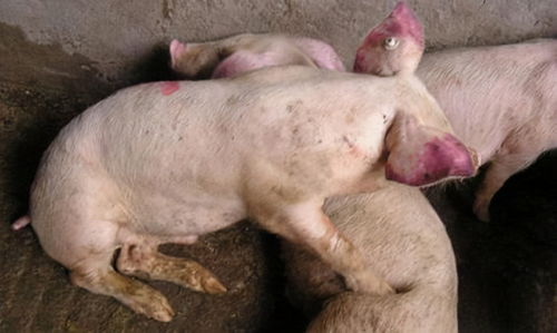 浅谈怎么通过猪粪便的颜色和气味辨别猪病