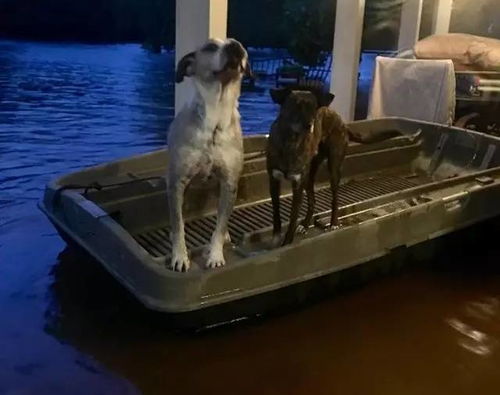 在灾难中,这对夫妇为了救家里的14只狗狗,自制了一艘小船 
