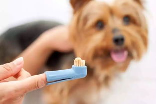 打过疫苗的狗狗就一定不会得犬瘟细小这些传染病了吗 