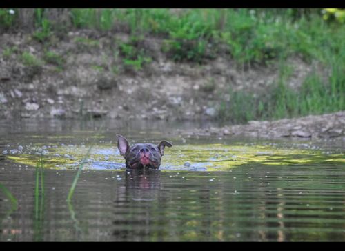狗狗在河里游泳,两只耳朵却是不一样的状态,用耳朵在导航吗