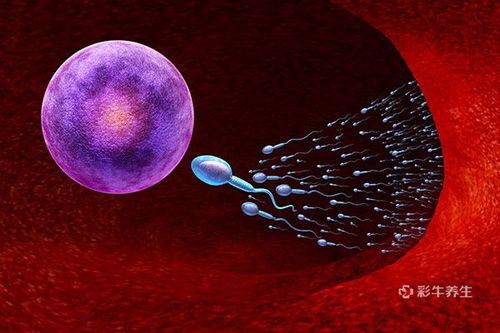 精子和卵子结合需要多长时间？精卵结合的过程