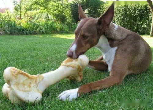 狗狗吃骨头的好处与坏处 哪些骨头可以喂给狗狗