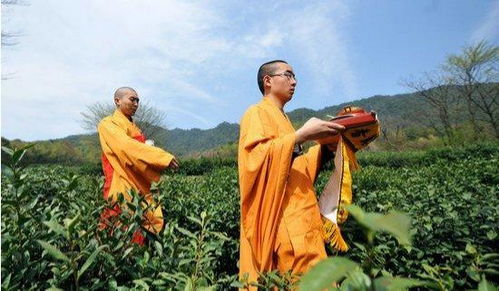 中天竺 茶道入禅的法净禅寺