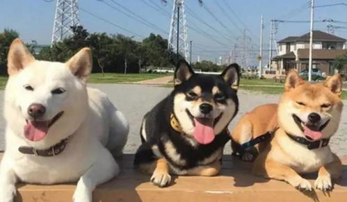 这三只狗子简直是一群 表情包之帝 