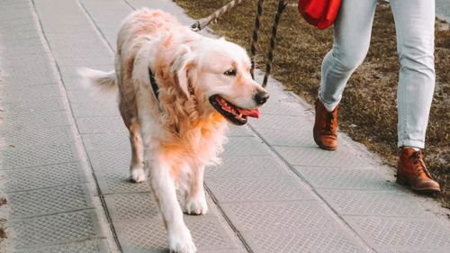 桂林市养犬管理条例 草案 通过 桂林市将划分三类养犬区域 