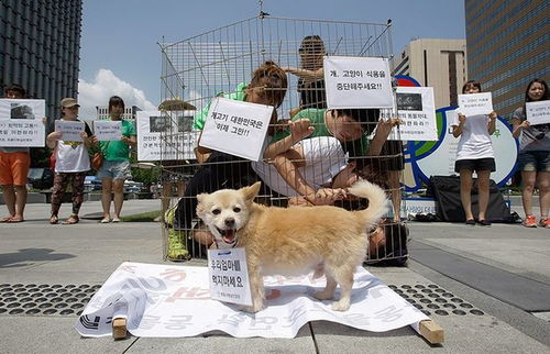 考虑禁食狗肉 韩国这次要动真格 一年吃掉100万只狗,矛盾重重