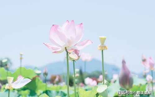 天生好命 越活越年轻,到老也迷人的3大生肖女