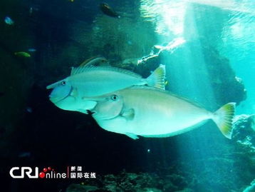 日本冲绳水族馆 唯美的海底世界 