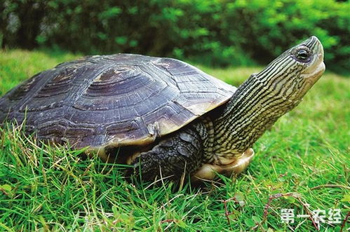 中华花龟和草龟的区别？